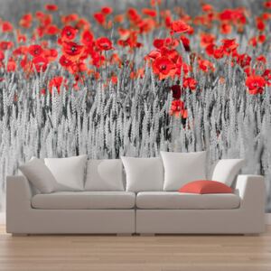 Fototapeta Bimago - Red poppies on white and black background 450x270 cm