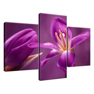 Obraz na plátne Tajomné fialové tulipány 90x60cm 2218A_3B