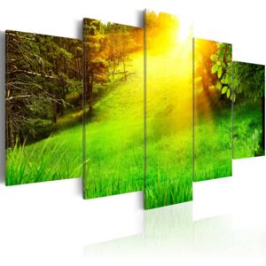 Obraz na plátne - Forest and sun 100x50 cm
