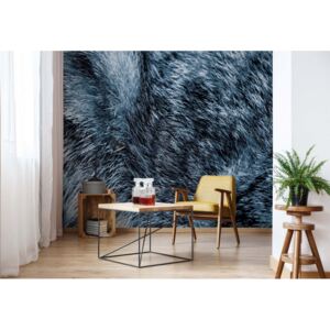 Fototapeta GLIX - Wolf Fur Blue + lepidlo ZADARMO Vliesová tapeta - 254x184 cm