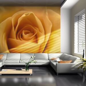Fototapeta - Yellow rose – a symbol of friendship 200x154 cm