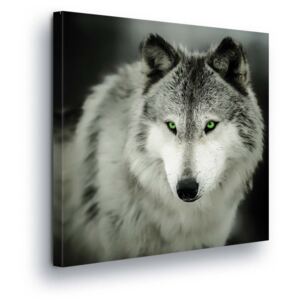 GLIX Obraz na plátne - Grey Wolf 80x80 cm