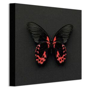 Obraz na plátne Veľký čierny motýľ Fennell Alyson 30x30cm WDC91556