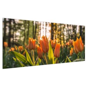 Obraz - kvety tulipánov (120x50 cm)