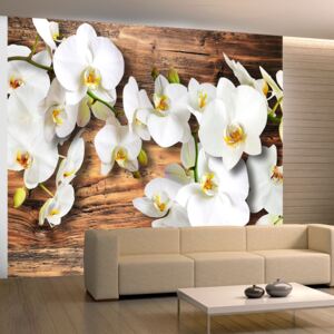 Fototapeta - Snow-white orchids 200x154 cm
