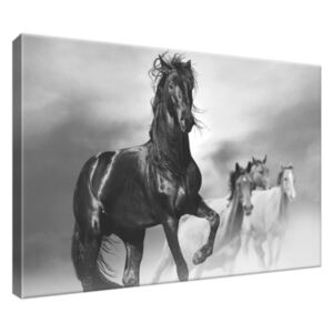 Obraz na plátne Pozorný čierny kôň 30x20cm 2501A_1T