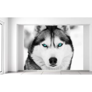 Gario Fototapeta Husky a hlboký psí pohľad Rozmery (š x v): 200 x 150 cm, Materiál: Latexová (lepidlo zadarmo)