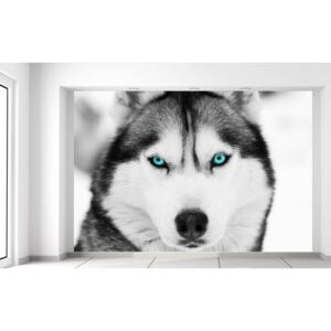 Gario Fototapeta Husky a hlboký psí pohľad Rozmery (š x v): 200 x 135 cm, Materiál: Latexová (lepidlo zadarmo)