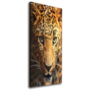 Moderné obraz canvas na ráme Leopard