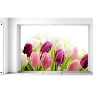 Gario Fototapeta Farebné jemné tulipány 200x135cm Materiál: Latexová (lepidlo zadarmo)