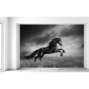 Gario Fototapeta Tajomný čierny kôň Rozmery (š x v): 200 x 135 cm, Materiál: Latexová (lepidlo zadarmo)
