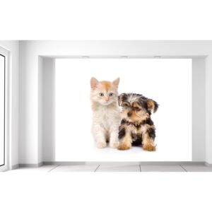 Gario Fototapeta Roztomilý psík a mačička Rozmery (š x v): 200 x 150 cm, Materiál: Latexová (lepidlo zadarmo)