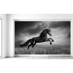 Gario Fototapeta Tajomný čierny kôň Rozmery (š x v): 402 x 240 cm, Materiál: Latexová (lepidlo zadarmo)