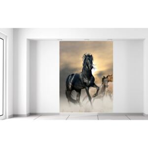 Gario Fototapeta Nádherný čierny kôň Rozmery (š x v): 150 x 200 cm, Materiál: Latexová (lepidlo zadarmo)