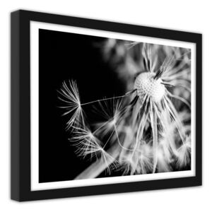 CARO Obraz v ráme - Dandelion 2 40x30 cm Čierna