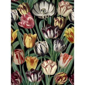 Tulipa, farebná skupina čierna + biela