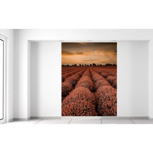Gario Fototapeta Oranžová krajina levandule 150x200cm Materiál: Latexová (lepidlo zadarmo)