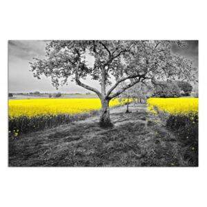 Obraz CARO - Yellow Rapeseed 40x30 cm