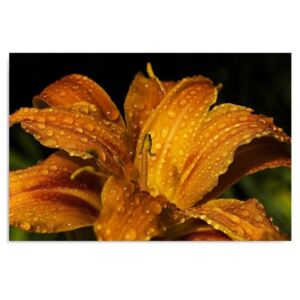 Obraz CARO - Yellow Lily 100x70 cm