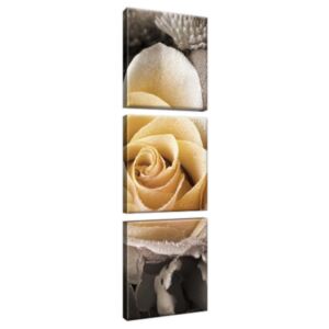 Obraz na plátne Jemná ruža 30x90cm 1746A_3V