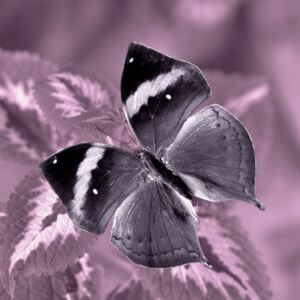 Falc Obraz na plátne - Motýľ violetII., 30x30 cm