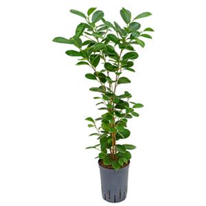 Ficus moclame 1pp (1-výhonový) 15/19 V60cm