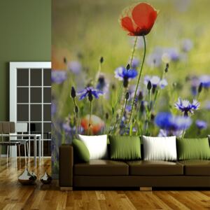 Fototapeta - A meadow with a poppy among bluets 200x154 cm