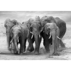 Fototapeta, Tapeta Elephants Black And White Animals, (211 x 91 cm)