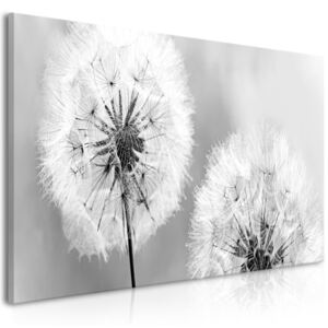 Obraz na plátne Bimago - Fluffy Dandelions (1 Part) Grey Wide 100x45 cm