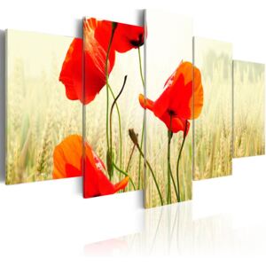 Obraz na plátne - Příroda a červené máky 100x50 cm