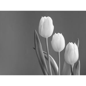 Obraz na stenu Roxy - Tulips 40x30 cm