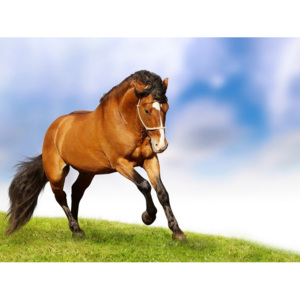 Xdecor Bežiaci kôň (60 x 45 cm) - Plagát