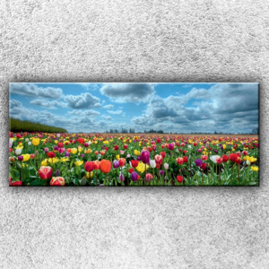 Xdecor Pole farebných tulipánov 2 - Jednodielny obraz (120 x 50 cm)