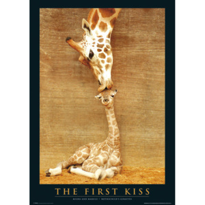 Plagát, Obraz - The first kiss - giraffes, (61 x 91,5 cm)