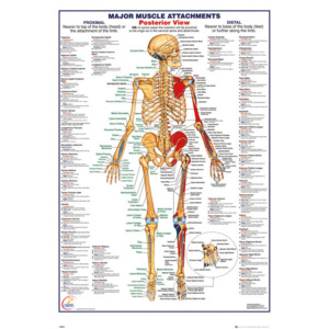 Plagát, Obraz - Ľudské telo - Major Muscle Attachments Posterior, (61 x 91,5 cm)