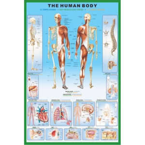 Plagát, Obraz - The human body, (61 x 91,5 cm)