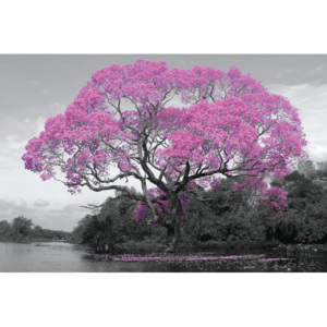 Plagát, Obraz - Tree - Pink Blossom, (91,5 x 61 cm)