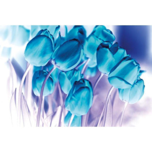 Dimex, vliesové fototapety na stenu - Modré tulipány 330 x 220 cm