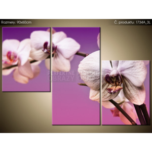 Tlačený obraz Tajomná biela orchidea 90x60cm 1734A_3L (Rôzne varianty)