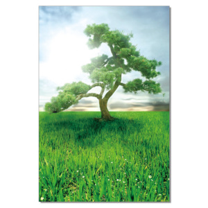 Obraz Pine Dream, (80 x 120 cm)