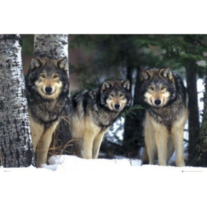 Plagát, Obraz - Wolves - 3 wolves, (91,5 x 61 cm)