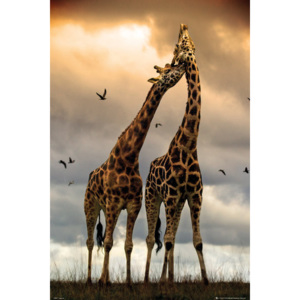 Plagát, Obraz - Giraffes - kissing, (61 x 91,5 cm)