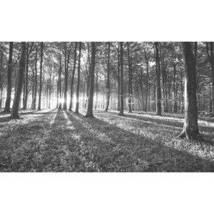 Fototapeta, Tapeta Čiernobiely les, stromy, (91 x 211 cm)