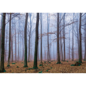Fototapeta, Tapeta Príroda - Les, (91 x 211 cm)