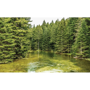Fototapeta, Tapeta Príroda - Rieka v lese, (184 x 254 cm)