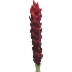 Stardeco Umelá kvetina StarDeco WLG303213 červená