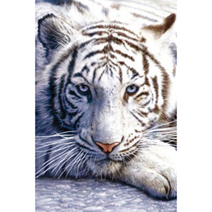 Plagát, Obraz - White tiger, (61 x 91,5 cm)
