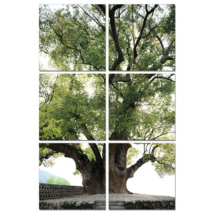 Obraz Old Tree, (140 x 210 cm)