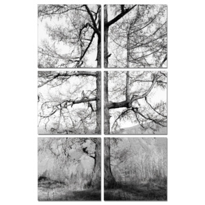 Obraz Gray tree, (100 x 150 cm)
