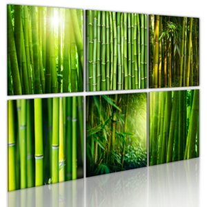Obraz - Bamboo has many faces 60x40
